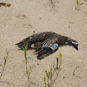 Blue-winged Teal Duck (deceased)