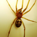 Domestic house spider. Araña de rincón