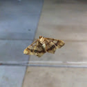Geometridae moth