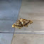 Geometridae moth