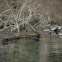 Texas River Cooter