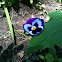 Pansy 