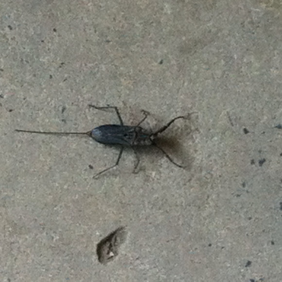 Spotting Image 1