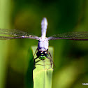 Eastern Pondhawk