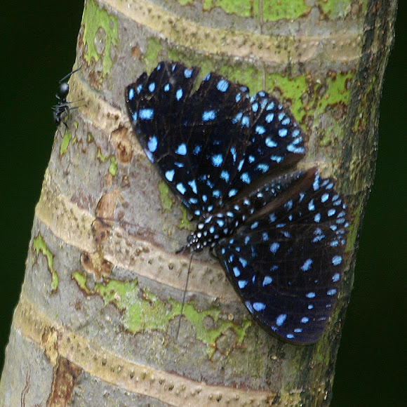 Spotting Image 1
