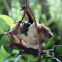 Bat (with Pup)