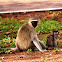 Vervet Monkey