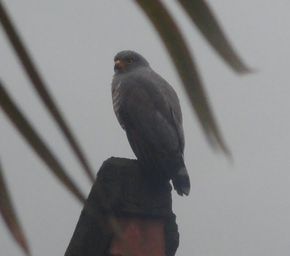 Spotting Image 1