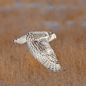 Snowy Owl