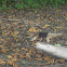 Lesser Anteater