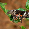 Common Mormon