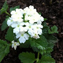 Verbena hybrid