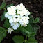 Verbena hybrid