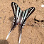 Zebra Swallowtail