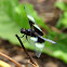 Widow Skimmer