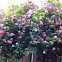 Old Blush Climbing Rose