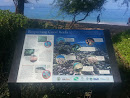 Respecting Coral Reefs