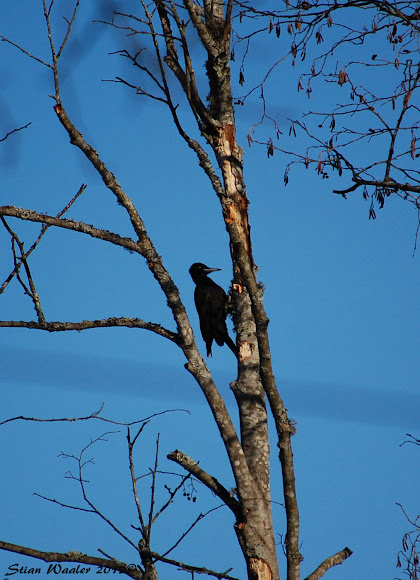 Spotting Image 1