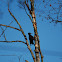 Black Woodpecker
