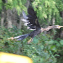 Snake Bird