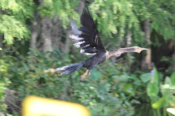 Spotting Image 1