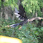 Snake Bird