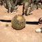 Barrel cactus