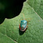Edessa rufomarginata