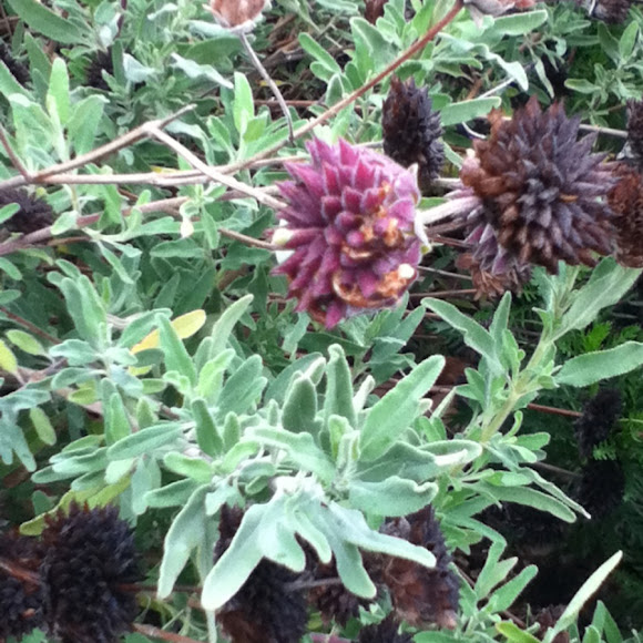 Spotting Image 1