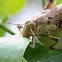 Giant Grasshopper