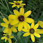 Chocolate Daisy,  Brooch Flower