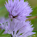 Chives