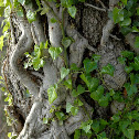 Hedera Helix