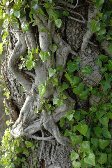 Spotting Image 1