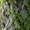 Hedera Helix