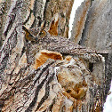 Great Horned Owl