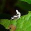 Treehopper