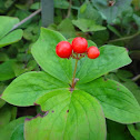 Bunchberry