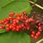 Red-Berried Elder