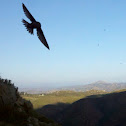 Tree Swallow