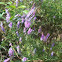 Wintervetch