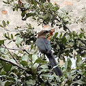 Great-tailed Grackle (female)