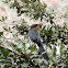 Great-tailed Grackle (female)