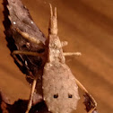 Spined Assassin Bug