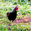 Gallus varius