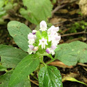 Self -heal
