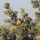 Bullock's Oriole