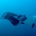 Manta Ray