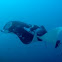 Manta Ray