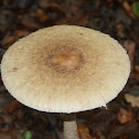 Parasol mushroom